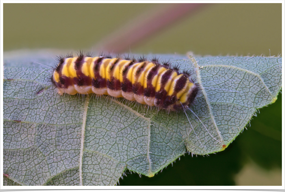 Harrisina americana
Grapeleaf Skeletonizer (striped form)
Hale County, Alabama